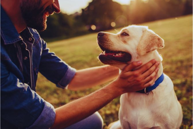 Peut-on faire cesser les aboiements d'un chien avec un collier anti-aboiement ?