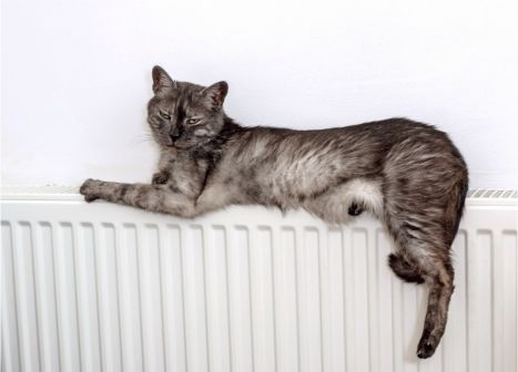 La hamac pour chat spécial radiateur, qu'est-ce que c'est ?